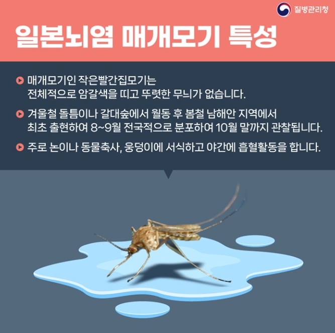  전남도, 일본뇌염 경보…예방접종 등 당부 기사 이미지